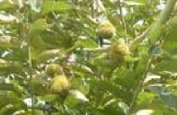 富硒面粉能治糖尿病吗（糖尿病人能吃富硒面粉吗）-硒宝网