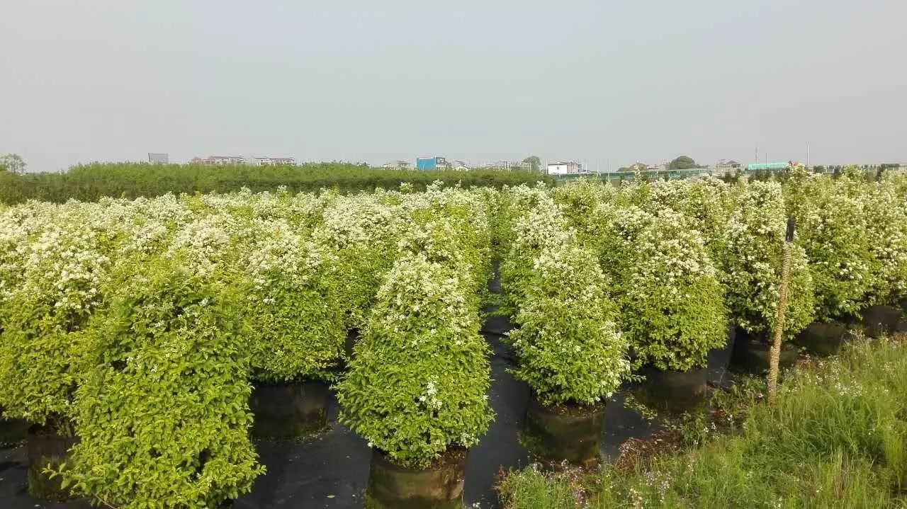 江西丰城富硒蔬菜大棚（江西蔬菜大棚厂家）-硒宝网