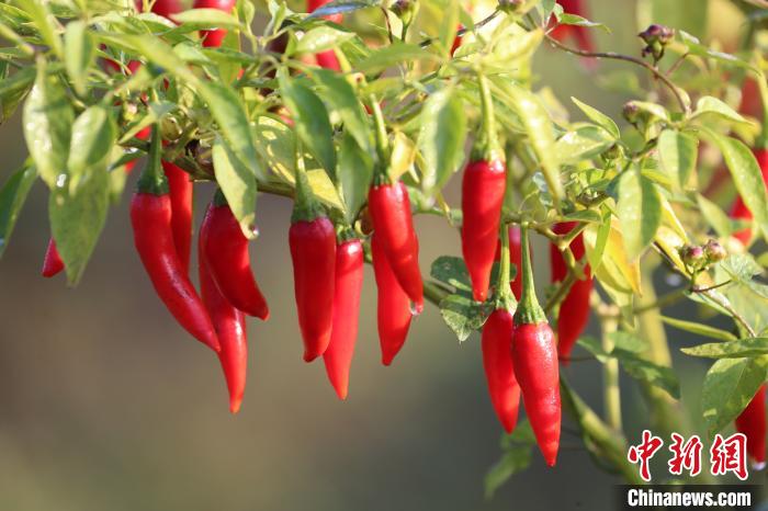 怎样使蔬菜成为富硒菜(蔬菜菜富硒使成为什么肥料)-硒宝网