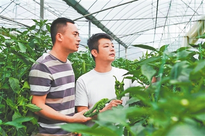 宁都青塘富硒蔬菜基地（宁都县青塘镇富硒蔬菜基地）-硒宝网