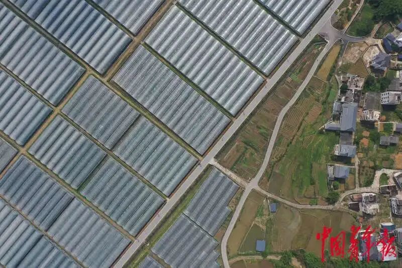 如何打造富硒蔬菜大棚（蔬菜大棚的好处）-硒宝网