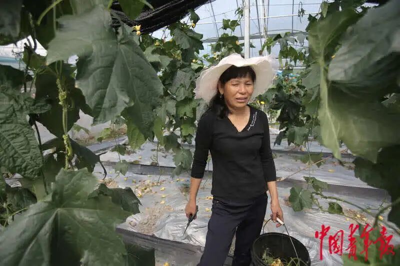 如何打造富硒蔬菜大棚（蔬菜大棚的好处）-硒宝网