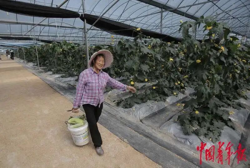 如何打造富硒蔬菜大棚（蔬菜大棚的好处）-硒宝网