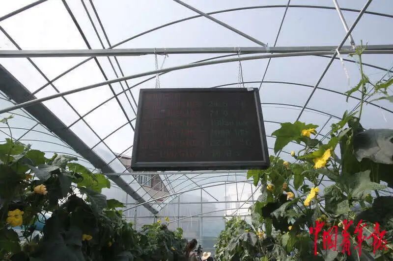 如何打造富硒蔬菜大棚（蔬菜大棚的好处）-硒宝网