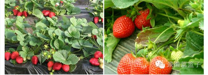 如何打造富硒蔬菜大棚(蔬菜大棚项目)-硒宝网