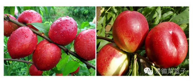 如何打造富硒蔬菜大棚(蔬菜大棚项目)-硒宝网