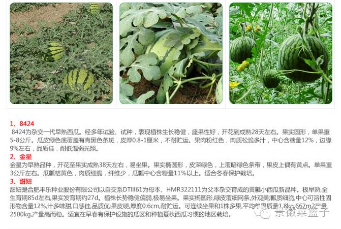 如何打造富硒蔬菜大棚(蔬菜大棚项目)-硒宝网