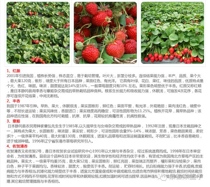 如何打造富硒蔬菜大棚(蔬菜大棚项目)-硒宝网