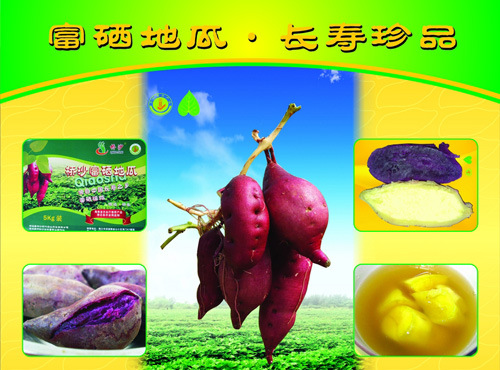 如何打造富硒蔬菜品牌(蔬菜打造富硒品牌有哪些)-硒宝网