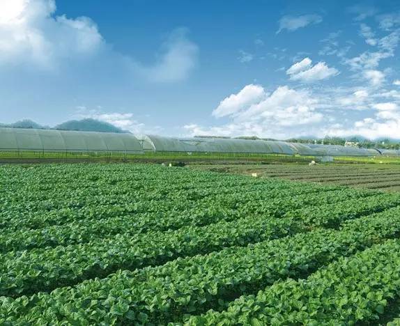 人工如何种植富硒蔬菜(蔬菜人工种植富硒肥料)-硒宝网