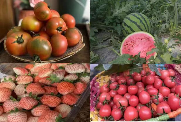 寨里富硒蔬菜种植基地（富硒农?。?硒宝网