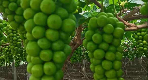 寨里富硒蔬菜种植基地（富硒农?。?硒宝网