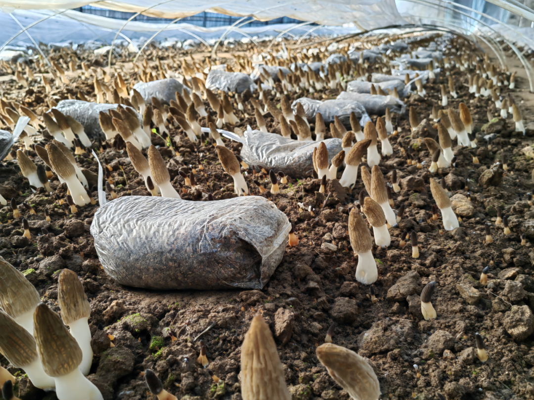 寨里富硒蔬菜种植基地（富硒农?。?硒宝网