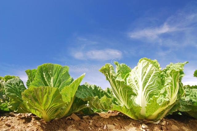 富硒蔬菜有哪些品种好（富硒蔬菜价格比普通蔬菜）-硒宝网