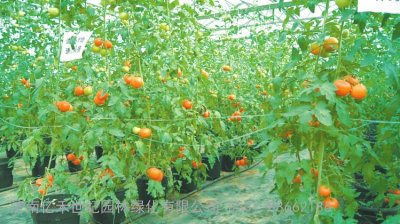 无土富硒蔬菜种植技术(怎样种植富硒蔬菜)-硒宝网