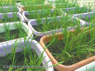 无土富硒蔬菜种植技术(怎样种植富硒蔬菜)-硒宝网