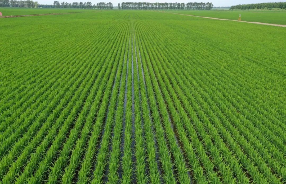 富硒高钙蔬菜面条直播(面食钙含量)-硒宝网