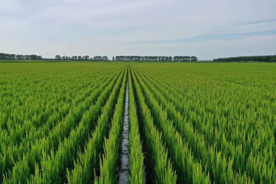 富硒高钙蔬菜面条直播(面食钙含量)-硒宝网