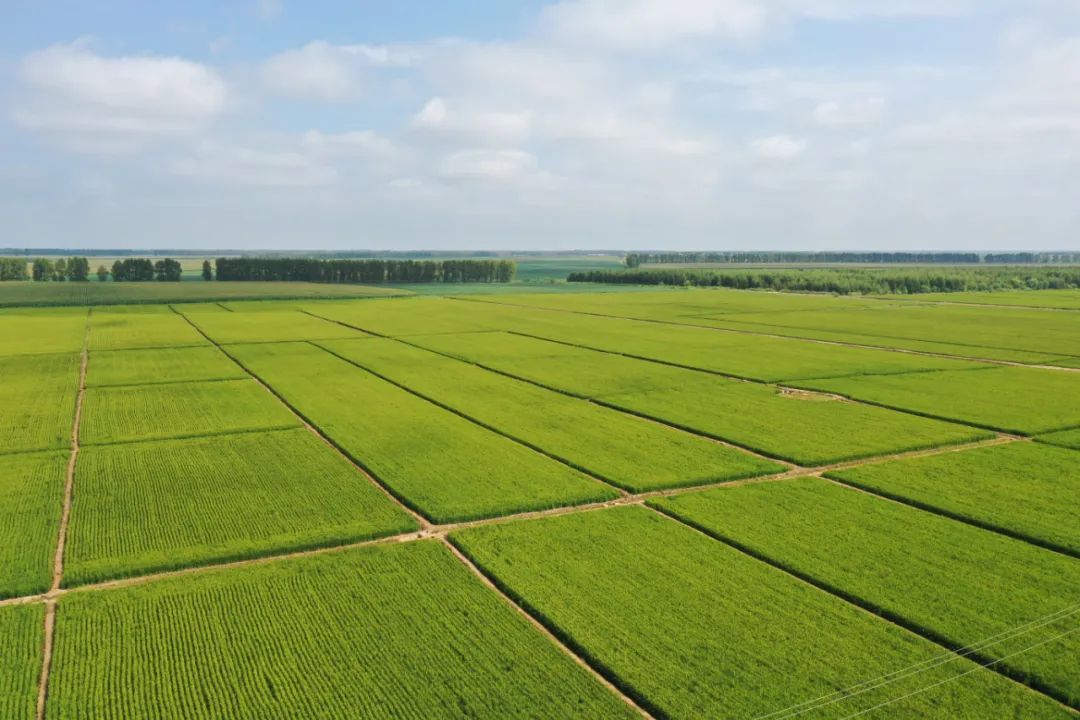 富硒高钙蔬菜面条直播(面食钙含量)-硒宝网