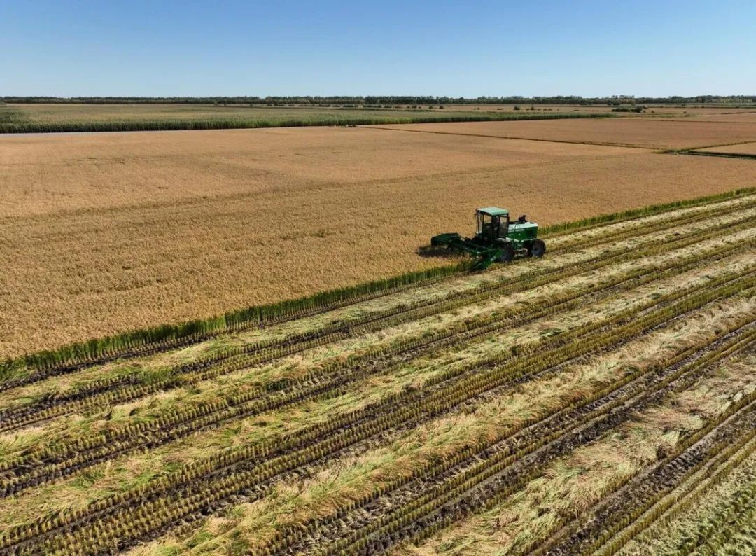 富硒高钙蔬菜面条直播(面食钙含量)-硒宝网