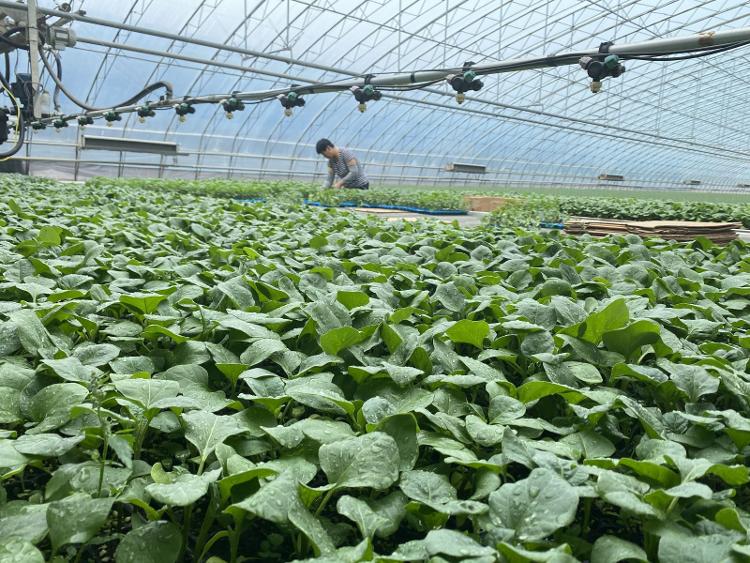 富硒粮食和蔬菜的标准(粮食蔬菜标准富硒是什么)-硒宝网