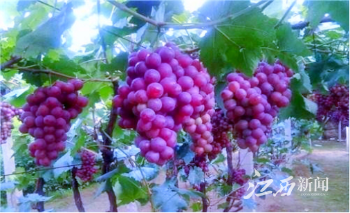 富硒蔬菜产业专项规划(蔬菜产业发展目标)-硒宝网