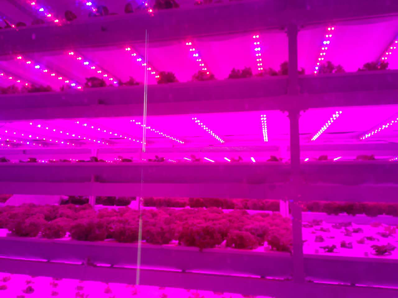 富硒蔬菜产业专项规划(蔬菜产业发展目标)-硒宝网