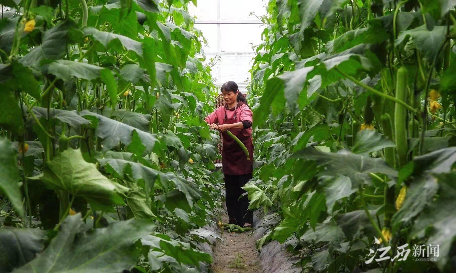 鲁盛富硒蔬菜怎么吃好（富硒蔬菜水果）-硒宝网