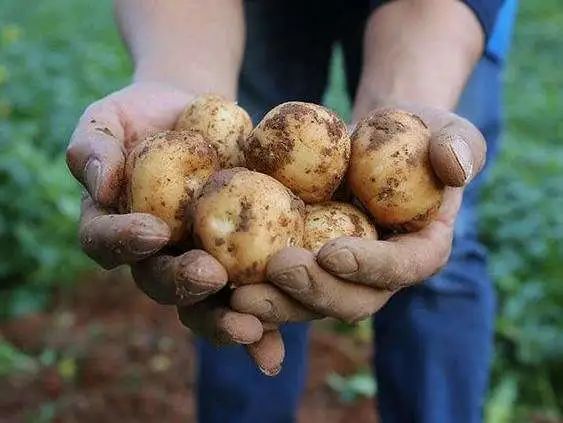 富硒蔬菜的功效与作用（蔬菜功效作用富硒是什么）-硒宝网