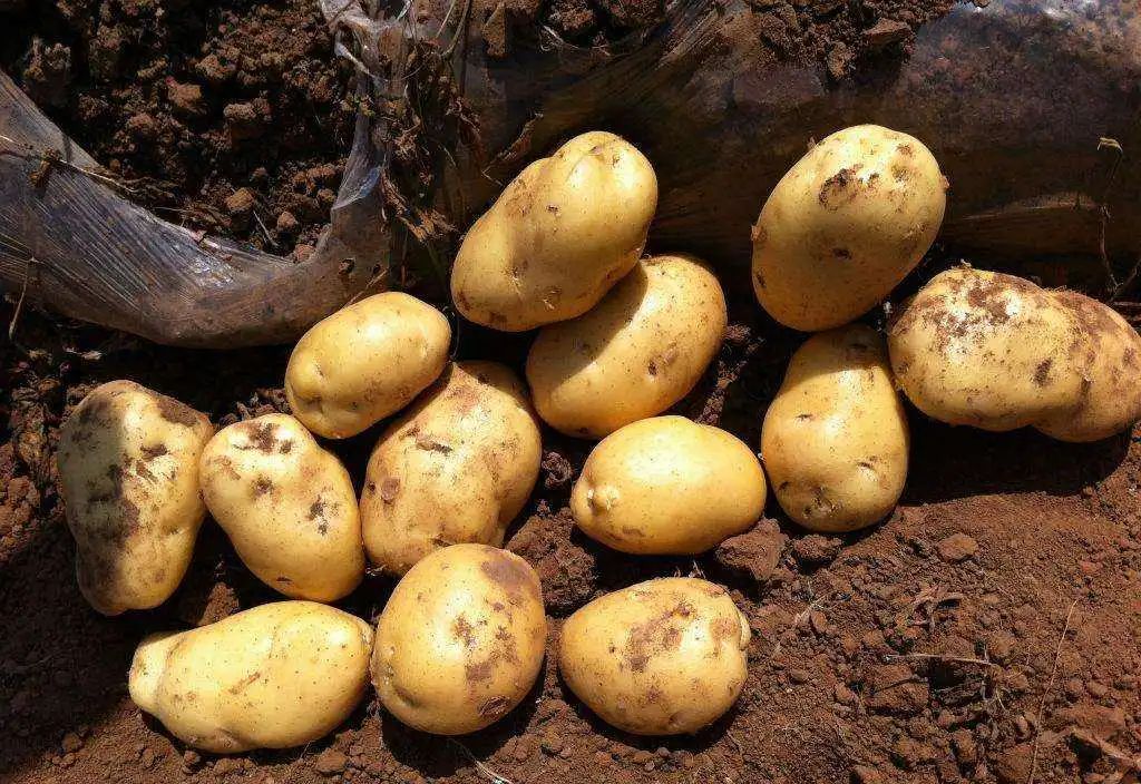 富硒蔬菜的功效与作用（蔬菜功效作用富硒是什么）-硒宝网