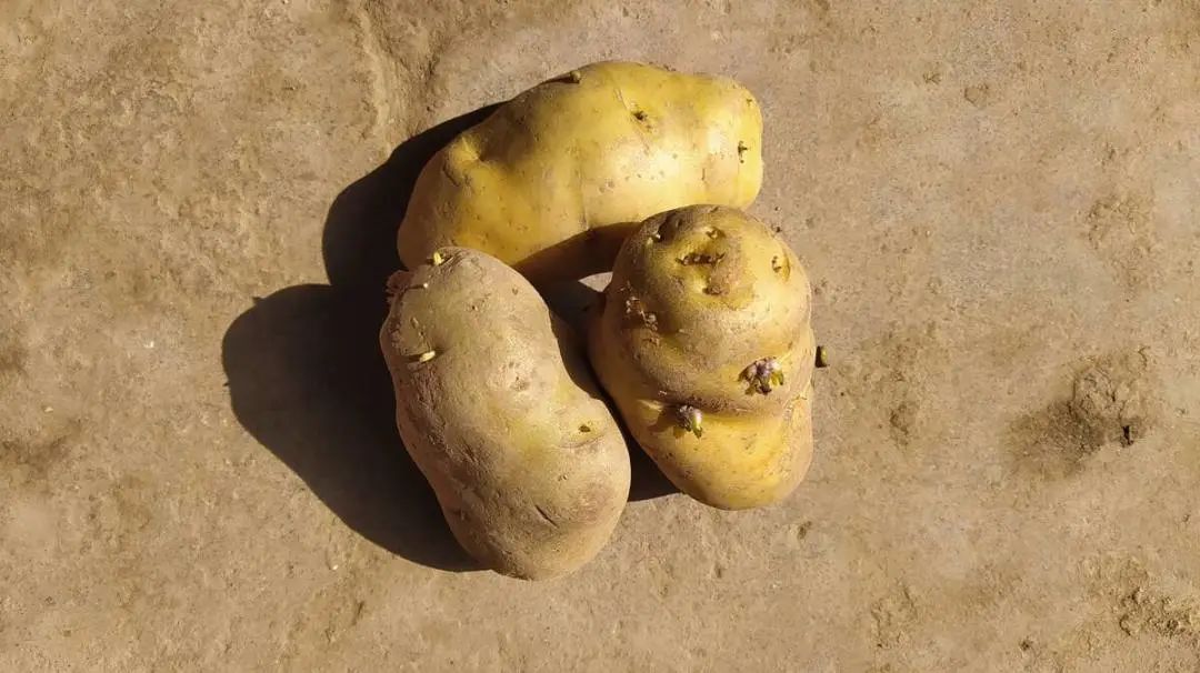 富硒蔬菜的功效与作用（蔬菜功效作用富硒是什么）-硒宝网