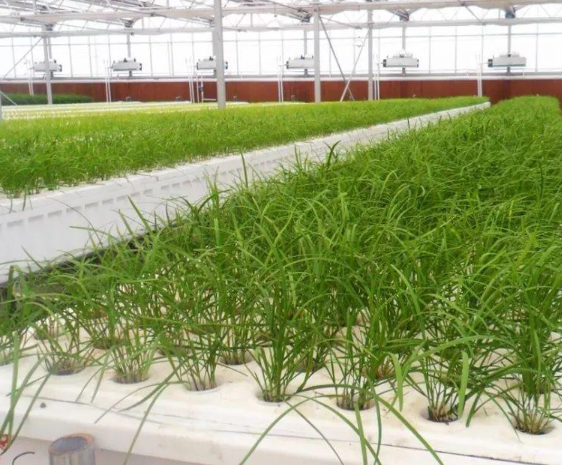 如何种出水培富硒蔬菜（蔬菜种水培富硒出苗率多少）-硒宝网