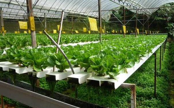 如何种出水培富硒蔬菜（蔬菜种水培富硒出苗率多少）-硒宝网