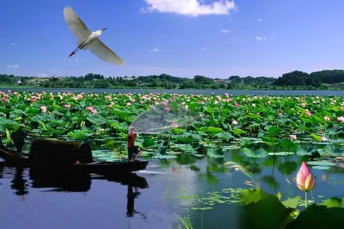 富硒蔬菜有哪些品种的（蔬菜品种富硒有哪些）-硒宝网