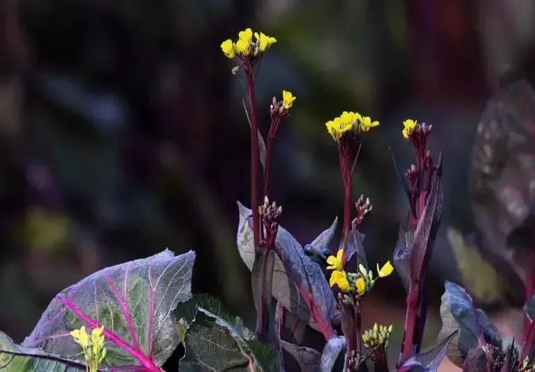 富硒蔬菜有哪些品种的（蔬菜品种富硒有哪些）-硒宝网