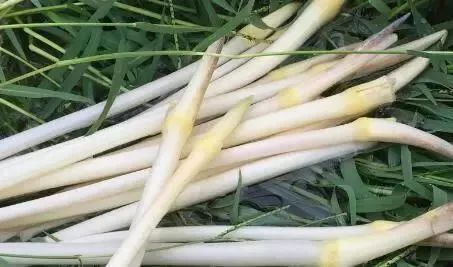 富硒蔬菜有哪些品种的（蔬菜品种富硒有哪些）-硒宝网