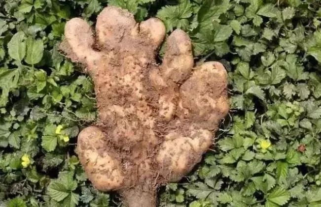 富硒蔬菜有哪些品种的（蔬菜品种富硒有哪些）-硒宝网