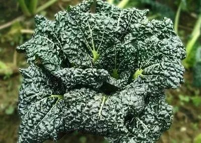 富硒蔬菜有哪些品种的（蔬菜品种富硒有哪些）-硒宝网