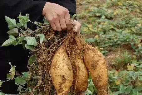 富硒蔬菜有哪些品种的（蔬菜品种富硒有哪些）-硒宝网