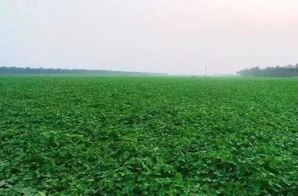 富硒蔬菜有哪些品种的（蔬菜品种富硒有哪些）-硒宝网