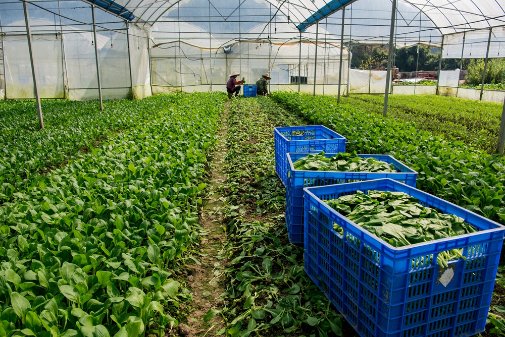 如何种植富硒蔬菜技术(蔬菜种植富硒技术有哪些)-硒宝网