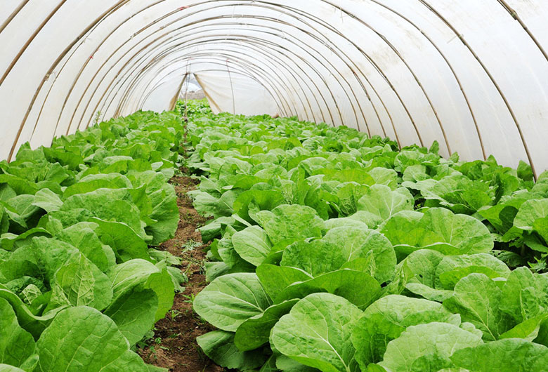 如何种植富硒蔬菜技术(蔬菜种植富硒技术有哪些)-硒宝网