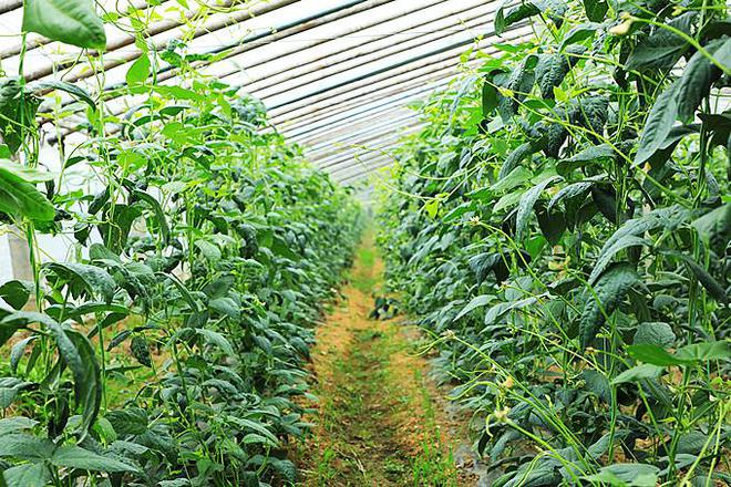 如何种植富硒蔬菜技术(蔬菜种植富硒技术有哪些)-硒宝网