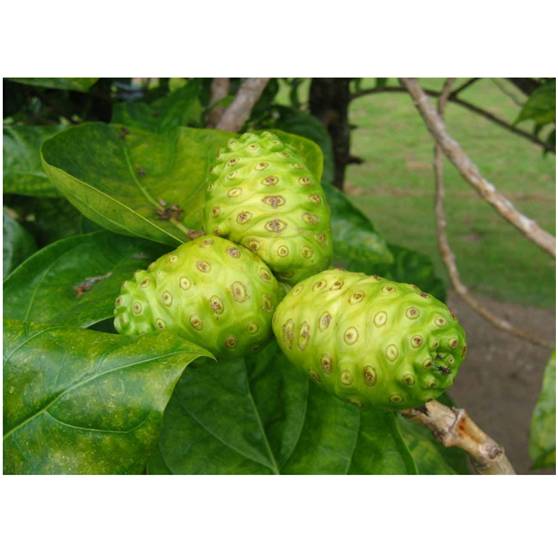 富硒酵素蔬菜能减肥吗（减肥蔬菜能酵素富硒蛋白吗）-硒宝网