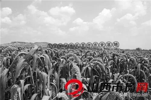 田园富硒有机蔬菜基地（富硒蔬菜多少钱一斤）-硒宝网