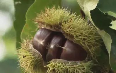 哪个季节适合补钙（季节补钙适合多大孩子）-硒宝网