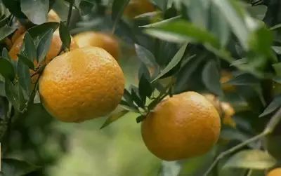 哪个季节适合补钙（季节补钙适合多大孩子）-硒宝网