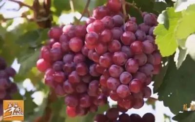 哪个季节适合补钙（季节补钙适合多大孩子）-硒宝网