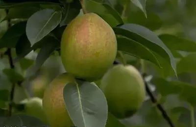 哪个季节适合补钙（季节补钙适合多大孩子）-硒宝网
