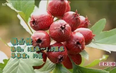 哪个季节适合补钙（季节补钙适合多大孩子）-硒宝网